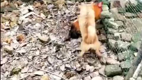 Chicken VS Dog Fight - Funny Dog Fight Videos