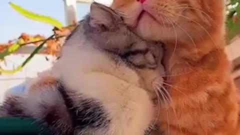 Baby cat - cute Funny cat videos