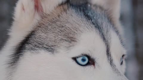 SIBERIAN DOG WITH BLUE EYES