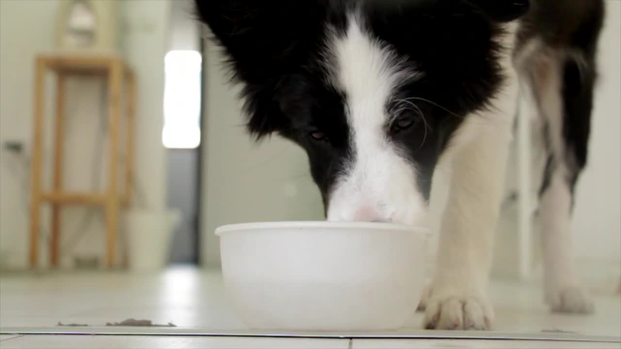 Cute dog eating food by requesting him