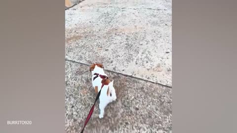Funny fur babies