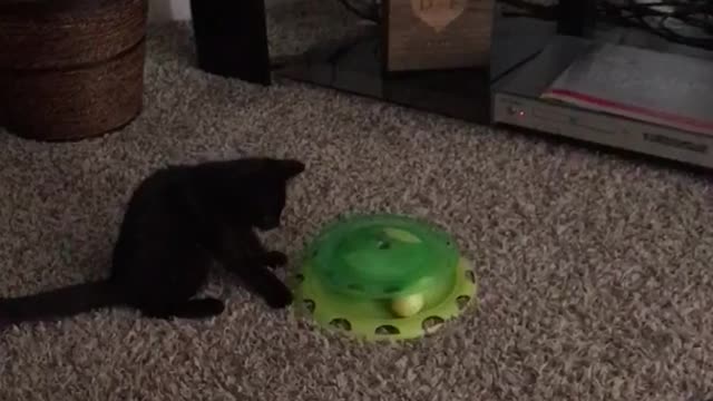 Cat enjoys spin toy