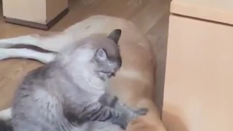 Mama Dog Enjoys Friendly Massage From His Best Friend Cat