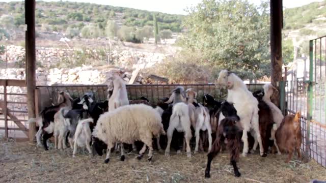 Eating Group of Goats