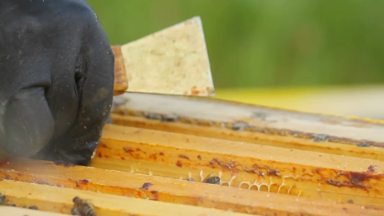 Putting the honeycomb with honey bees back into the hive, close-up