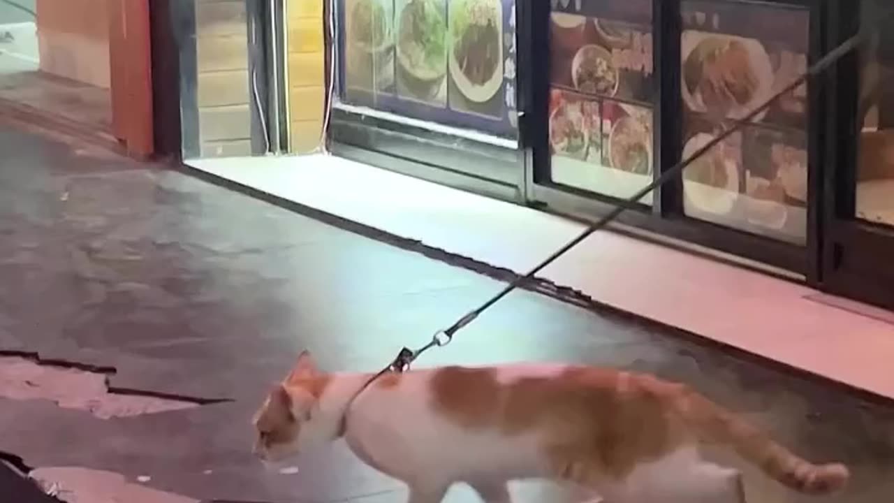 Commedy 🐈