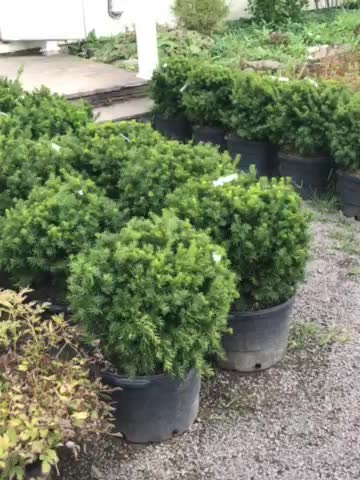 Yews available at Highland Hill Farm