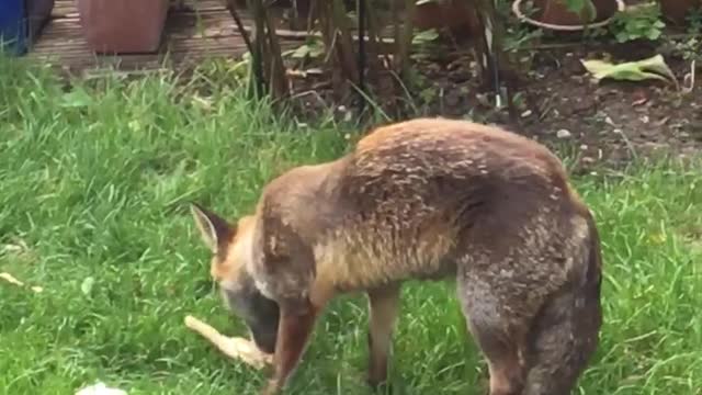The fox in my garden