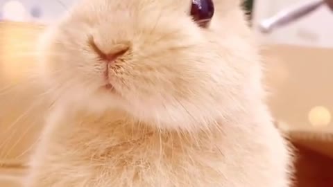 Cute rabbit