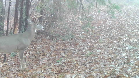 9 point at scrape 11/11/20 11:10 am