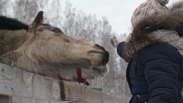 Child caressing a horse