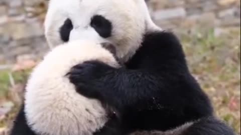 Mother Panda's Love For Her Baby #shorts #viral #shortsvideo #video