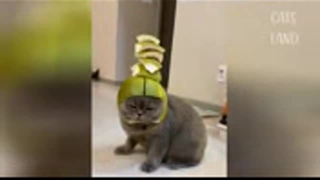 Cats funny videos