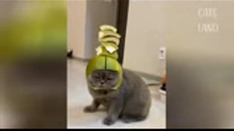 Cats funny videos