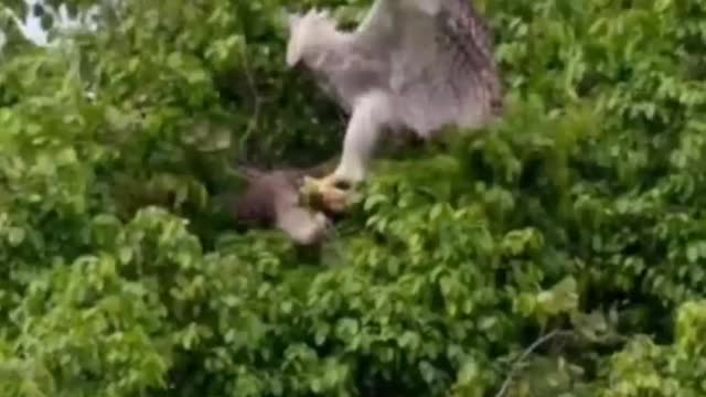 Big Eagle vs Prey