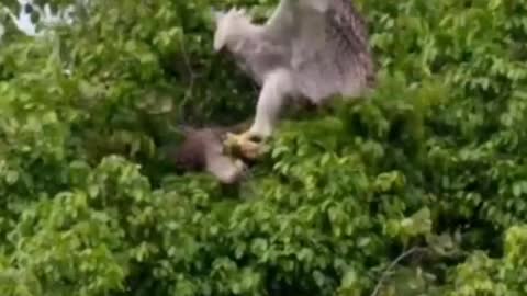Big Eagle vs Prey