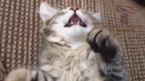 Funniest Cats 😹 - Don't try to hold back Laughter 😂 - Funny Cats Life