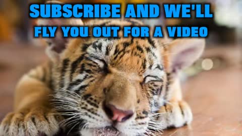 Baby Tiger,surprising best-friend with tiger- reaction compilation