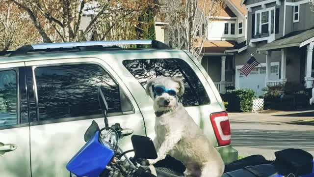 Dog on motorcycle