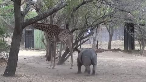 Naughty rhinoceros