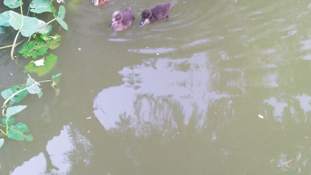 Cute ducklings