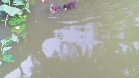 Cute ducklings