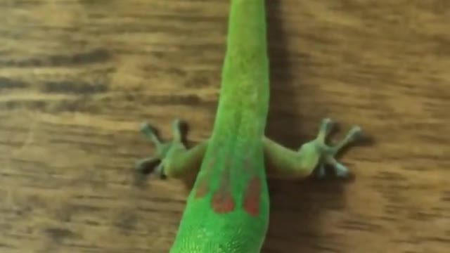 A Curious and Friendly Gecko
