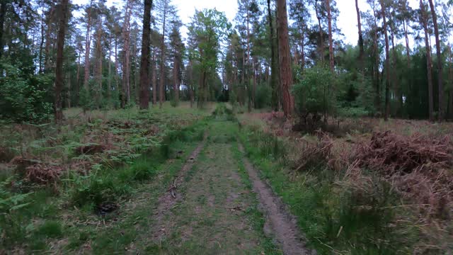 Hiking in a woodland . Deers leap . New forest. Speedlapse