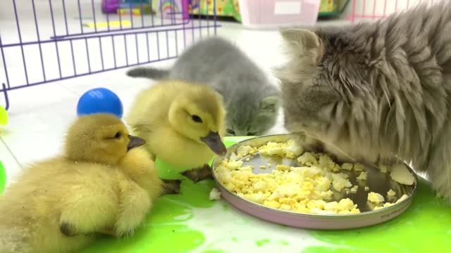 Mom cat teaches little kittens and ducklings to eat