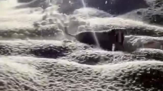 Funny Dog Videos 2022 #shorts