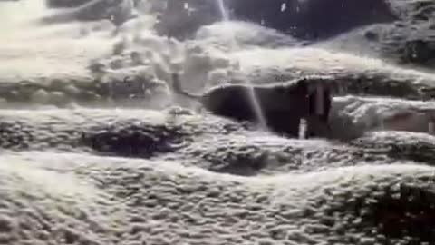 Funny Dog Videos 2022 #shorts