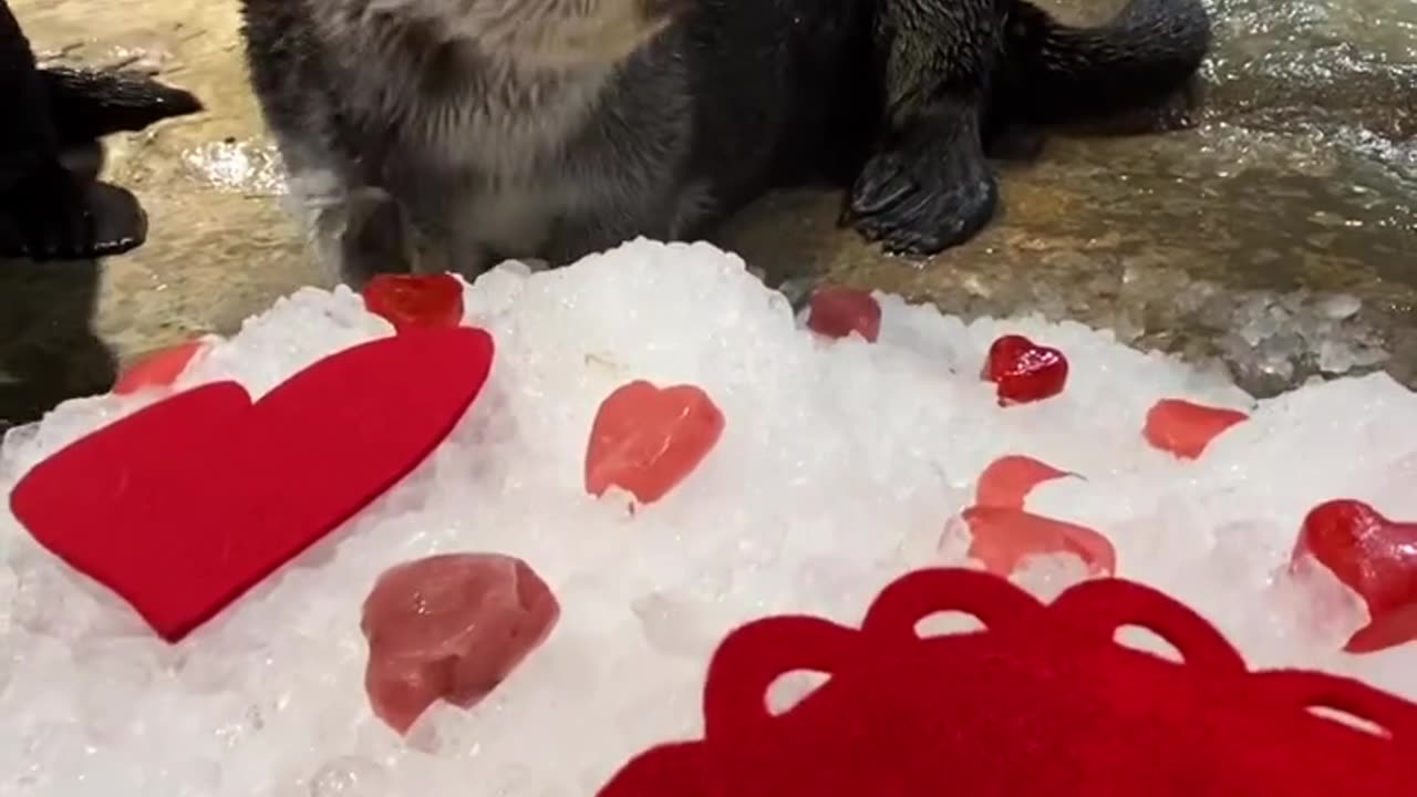 Happy #ValentinesDay ❤️ Share this video with your significant otter! 🦦 Video by