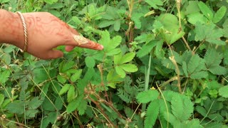 Plants Respond to Human Touched