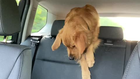 Golden Struggles to Retrieve Fry