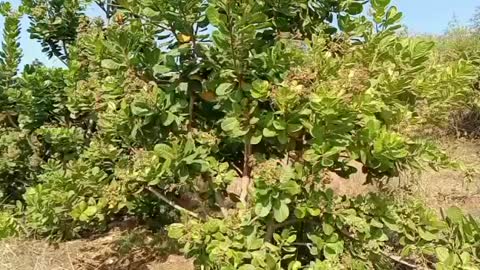 natural cashew tree with cashew.