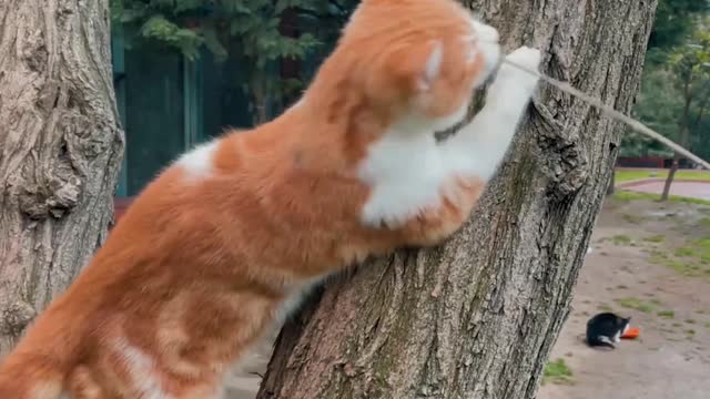 Brave cat trying to climb on a tree