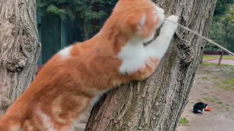 Brave cat trying to climb on a tree