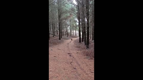 Running Ridgeback In The Pines