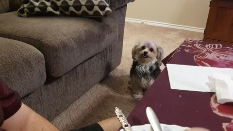 My Cute Puppy Penny Eating Fried Chicken Miss Morkie Review