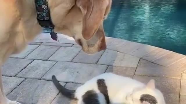 Dog and Cat