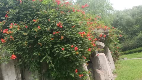 This morning glory has climbed all over the hill