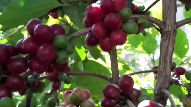 coffee plants and coffee beans