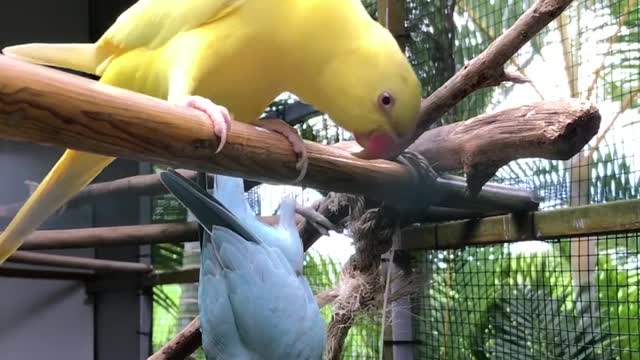 This colourful parrots are happy for their new home