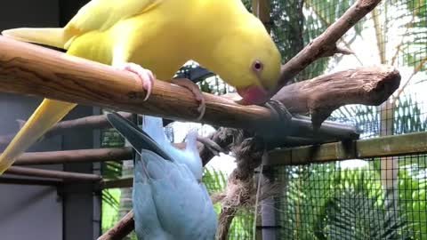 This colourful parrots are happy for their new home