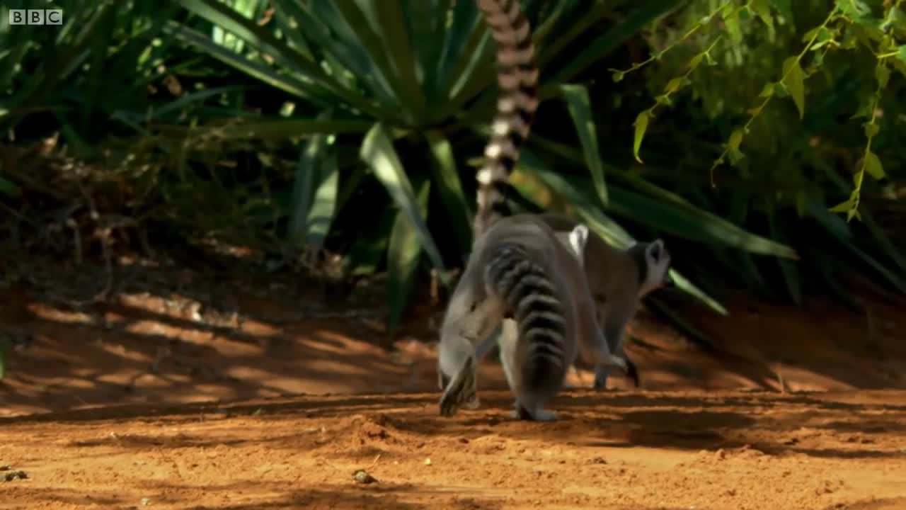 Lemur's Scent Attracts Females | Animal Attraction | BBC Earth