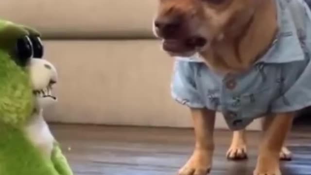 Try not to laugh funny animals shorts_1080p