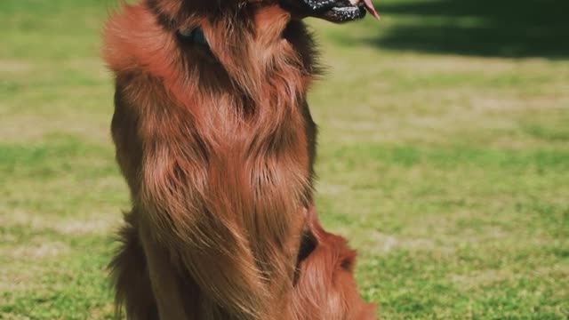 What breed is this dog called?