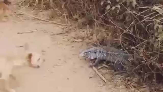 Perros contra Komodo lagarto súper rápido