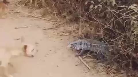 Perros contra Komodo lagarto súper rápido