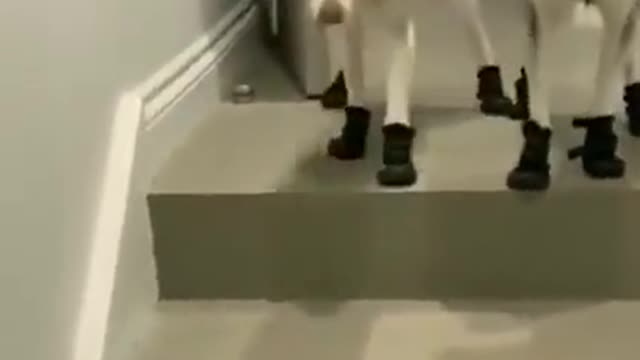 Dog in boots